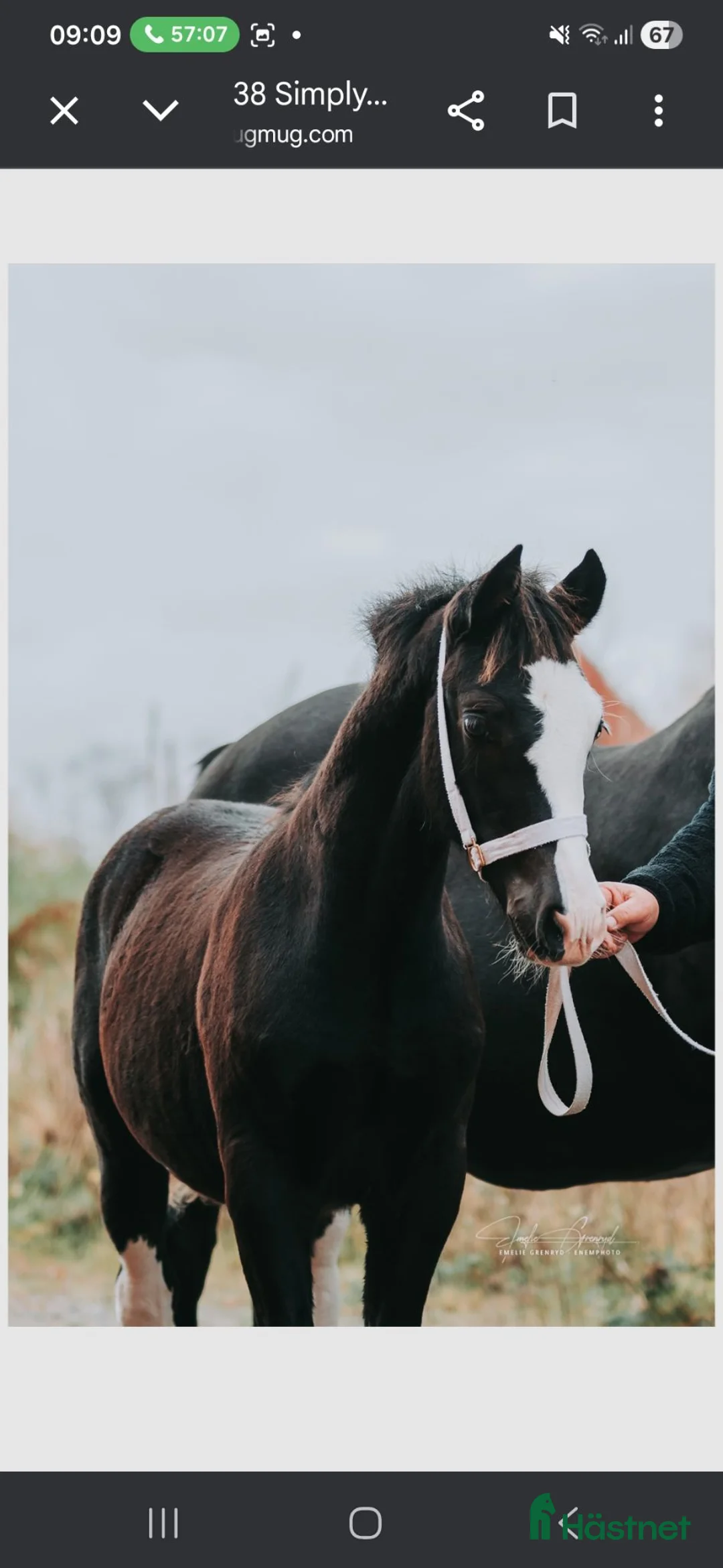 Allround hästar till salu: Welsh cob  - Annons 5