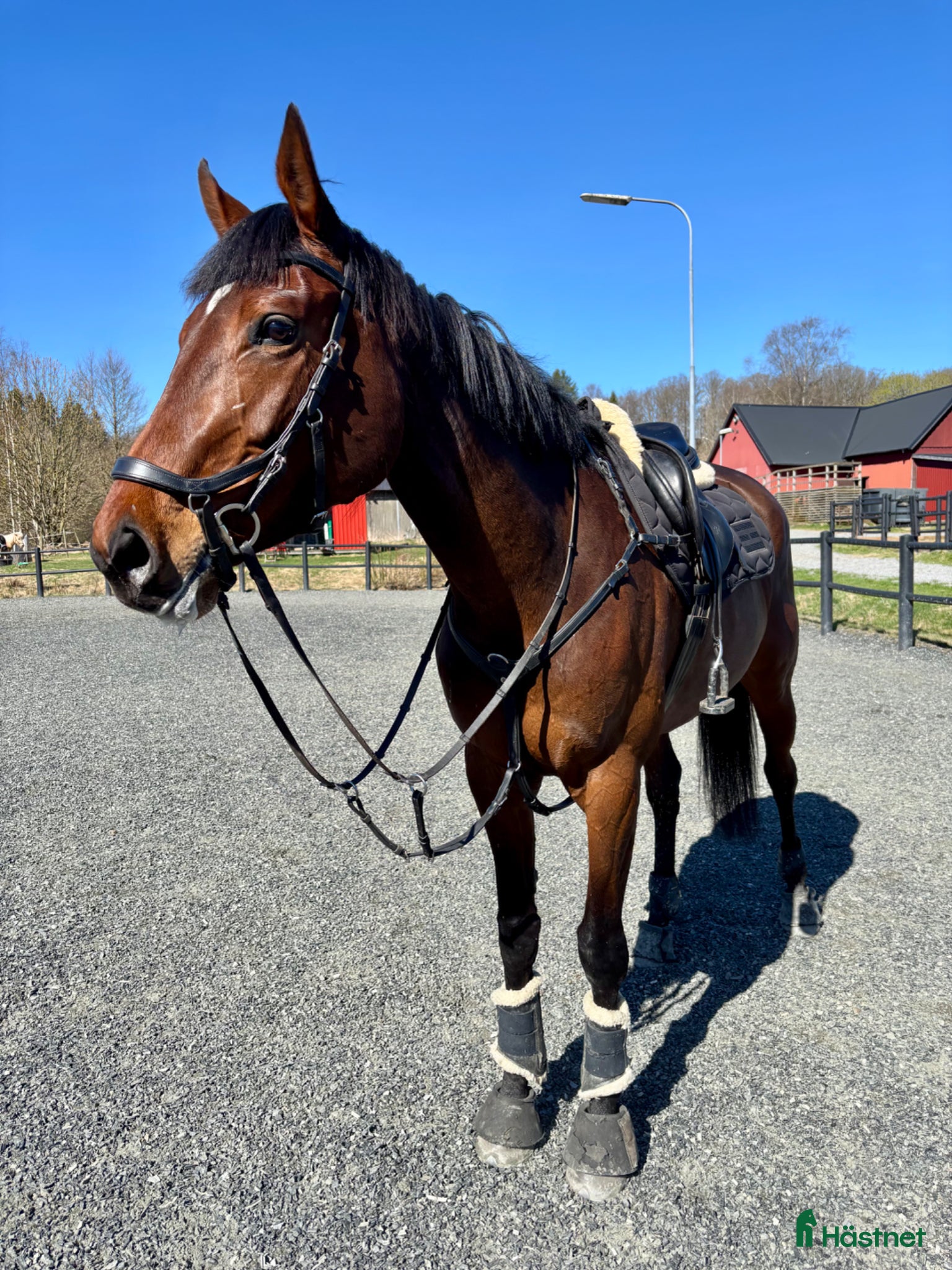  hästar Underbart sto som du kan forma själv - Annons 12