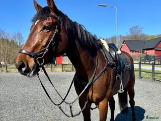 hästar Underbart sto som du kan forma själv - Annons 12