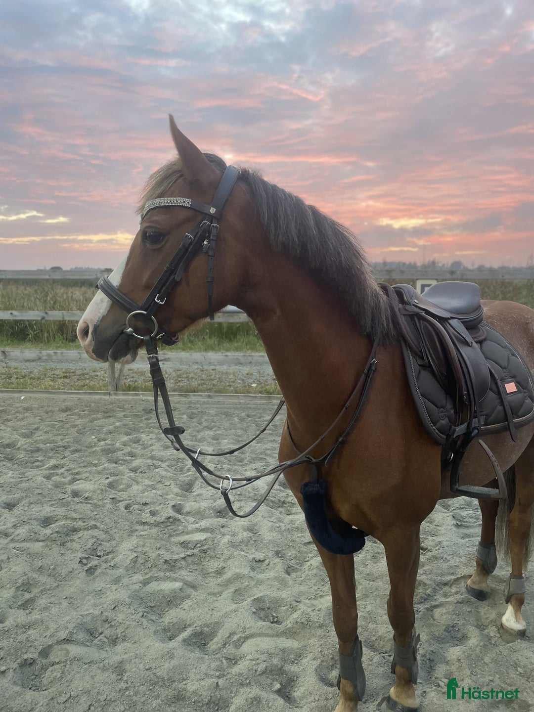 Hoppning hästar till salu: Drömponny i Överlida - Annons 4