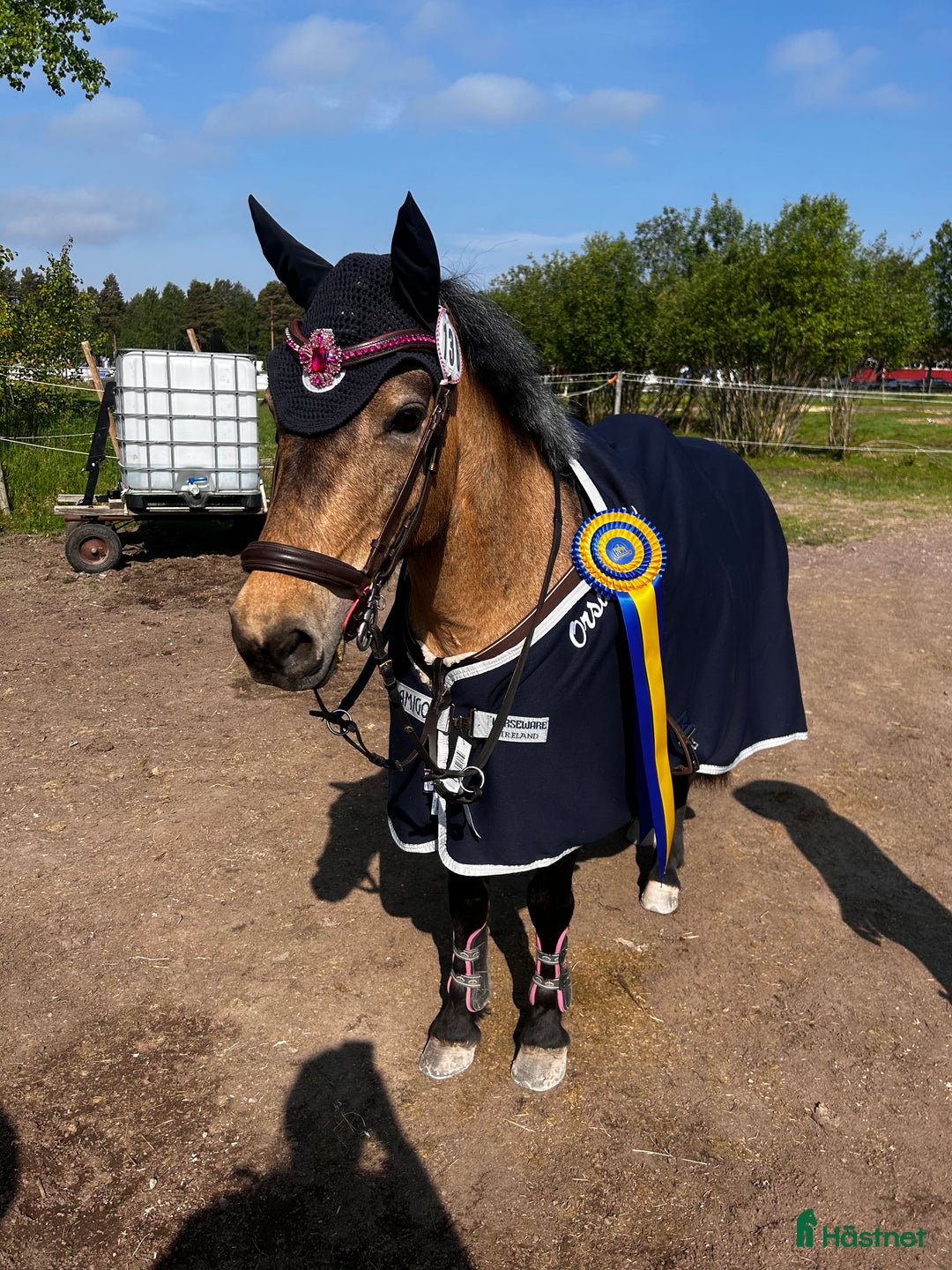 Hoppning hästar till salu: Underbart c-ponny sto  i Vikarbyn - Annons 2