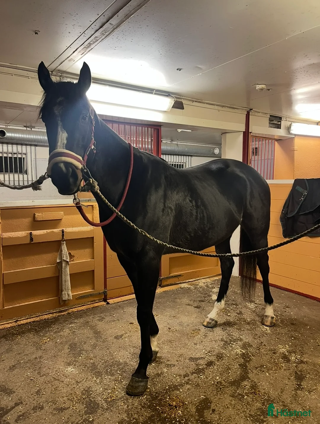 Allround hästar till salu: Killen med det största hjärtat i Arvika - Annons 2