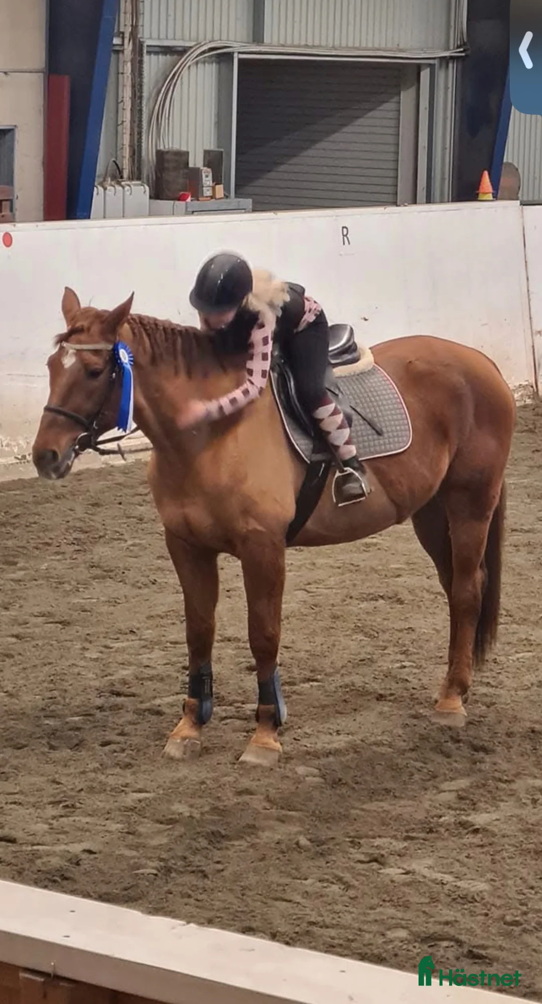 Övrigt hästar sökes: Söker efter en häst ☺️ - Annons 1