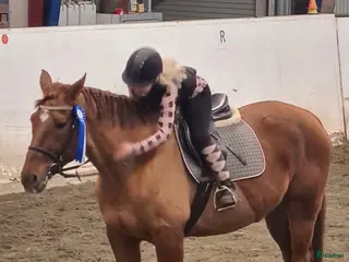 hästar Söker efter en häst ☺️ - Annons 1