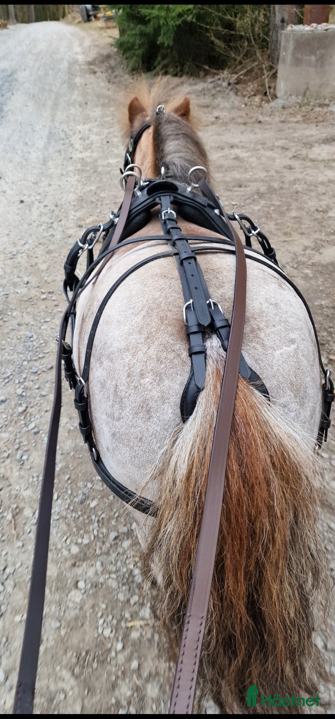 Allround hästar till salu: Inriden Shetlandsponny i Bettna - Annons 5