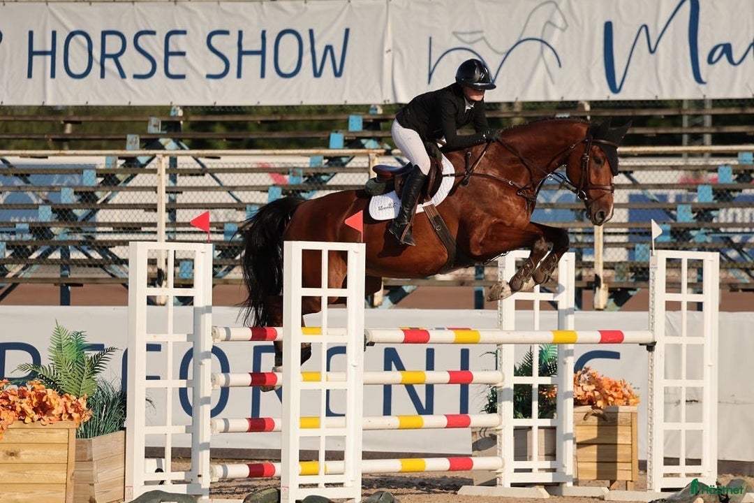 Hoppning hästar till salu: Tränings- och tävlingskompis  i Knäred - Annons 2