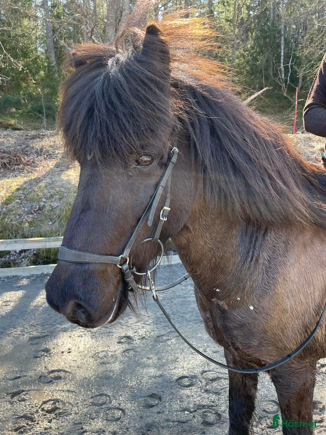 Island hästar till salu: Fin kille söker nytt hem i Gustavsberg - Annons 2