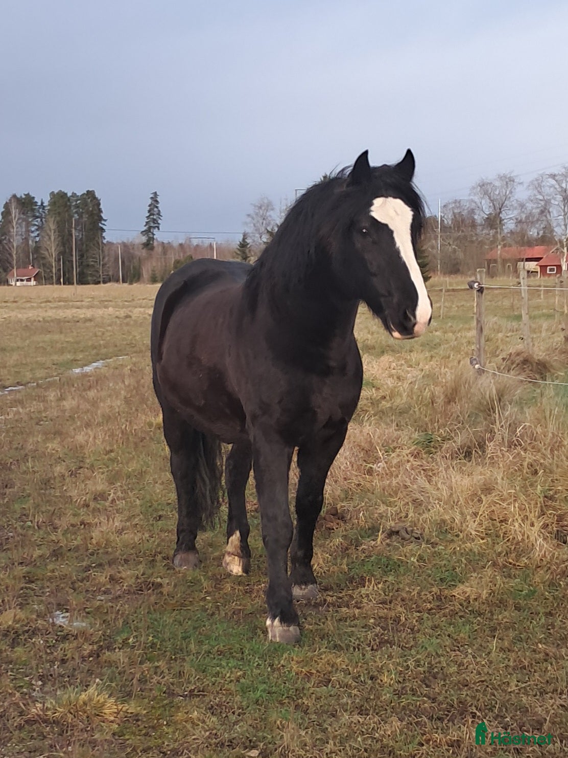  hästar Fin kallblodsvalack i Sala - Annons 1