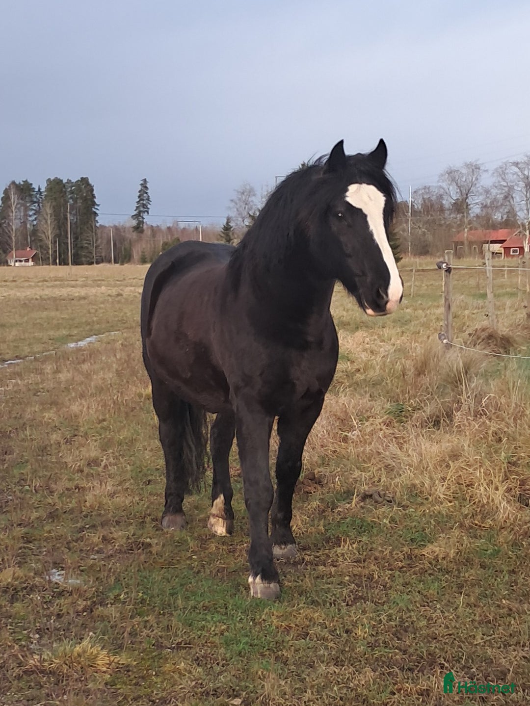Allround hästar till salu: Fin kallblodsvalack i Sala - Annons 5