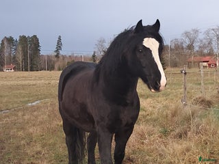 hästar Fin kallblodsvalack i Sala - Annons 10