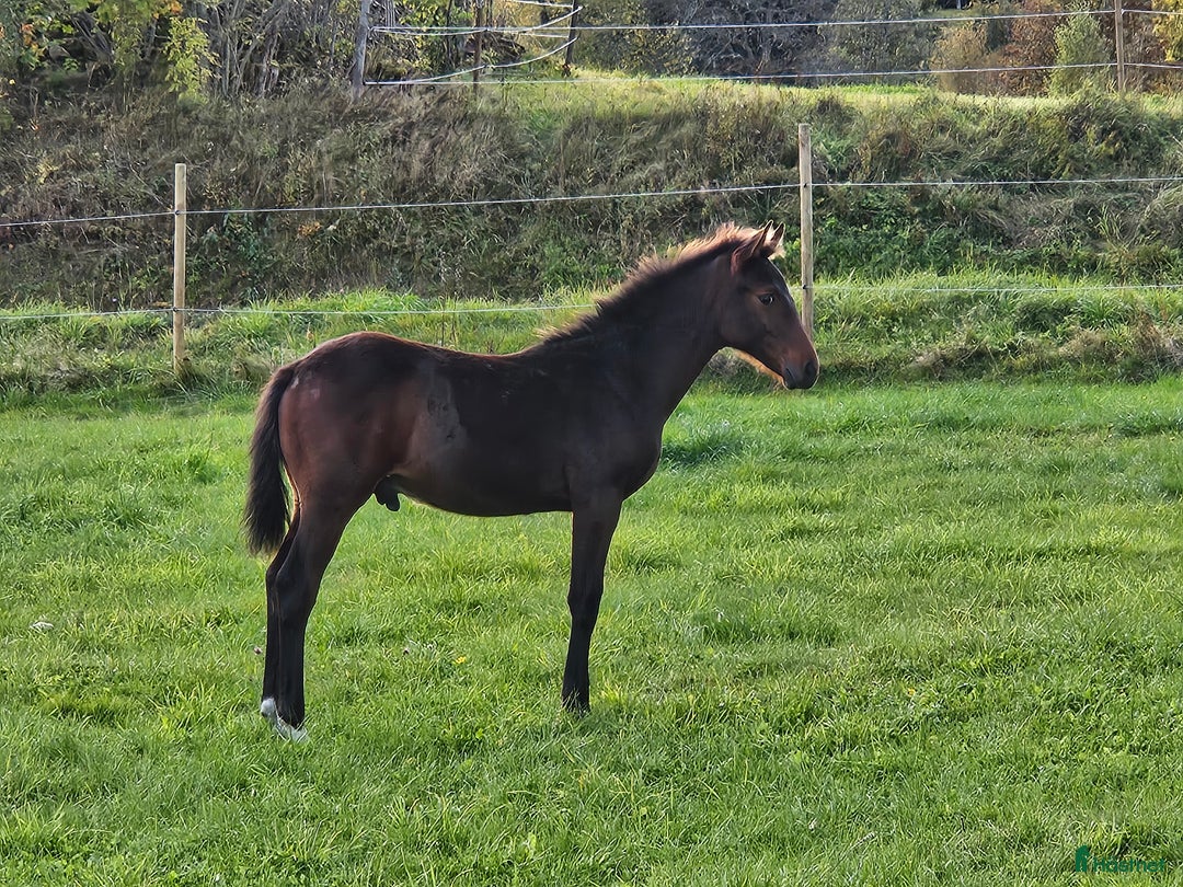 Fälttävlan hästar till salu: Åring med prestationsstark stamtavla i Bottnaryd - Annons 8