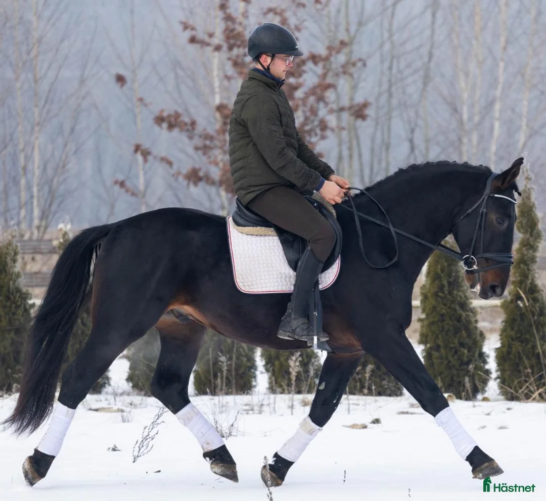 Allround hästar till salu: Exceptional Silesian - Quality & Top Potential  - Annons 1