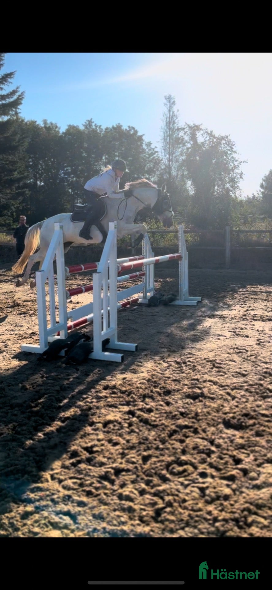  hästar Springpony med kapacitet - Annons 2