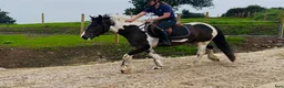 Allround hästar till salu: Coloured D pony - Annons 4