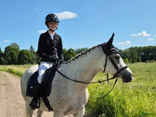 hästar Ponny sökes - Annons 1