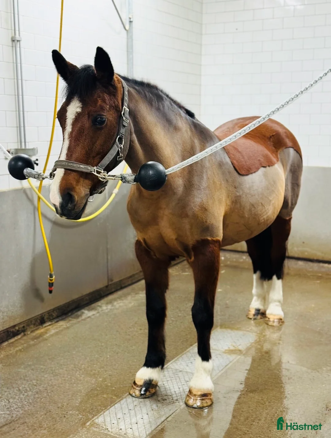 Allround hästar till salu:  Vacker allroundponny!  - Annons 1