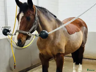 hästar Vacker allroundponny! - Annons 11