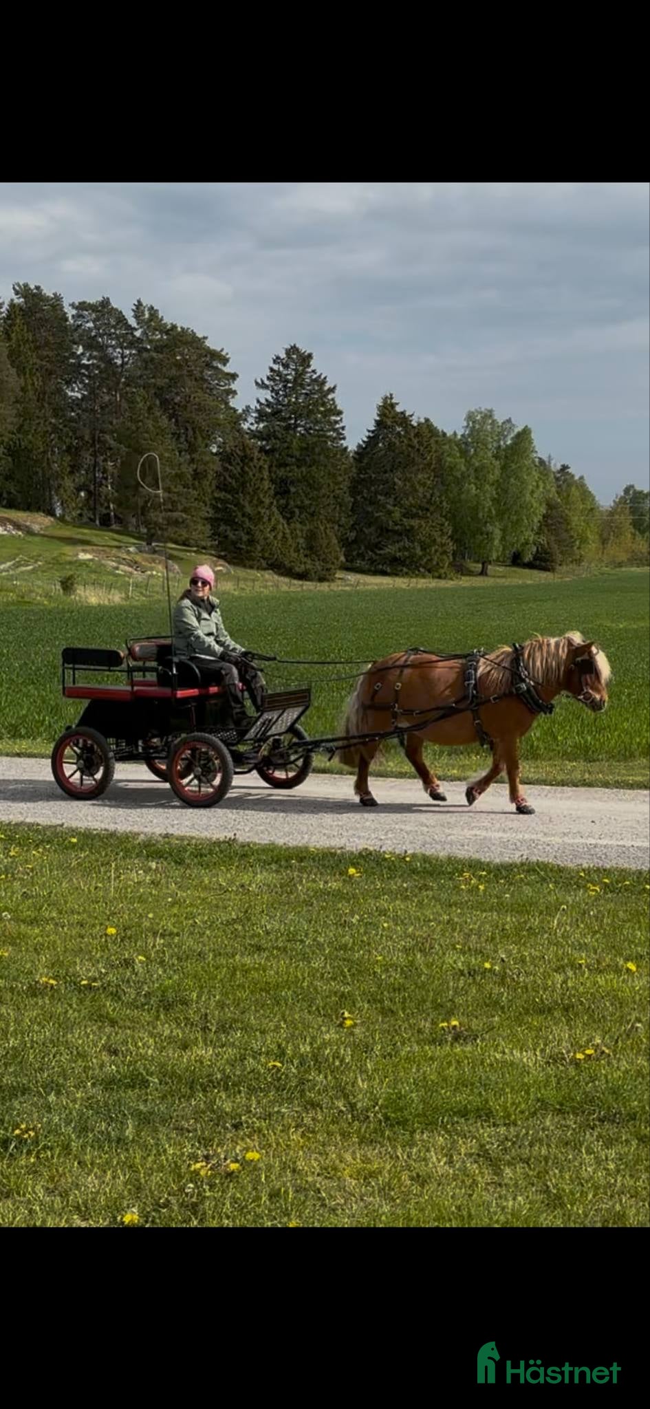 Körvagnar körning till salu: Maratonvagn A-B ponny - Annons 9