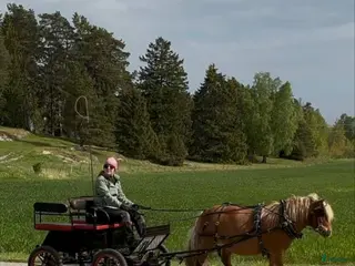 Körvagnar körning till salu: Maratonvagn A-B ponny - Annons 9