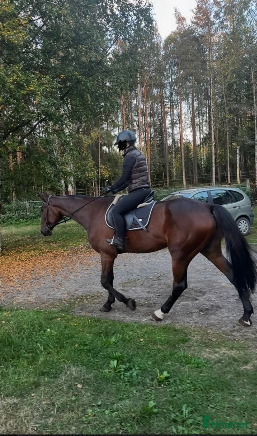  hästar RESERVERAD - Annons 2