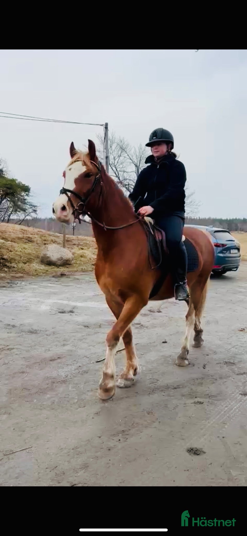  hästar Lovande d-ponny - Annons 2