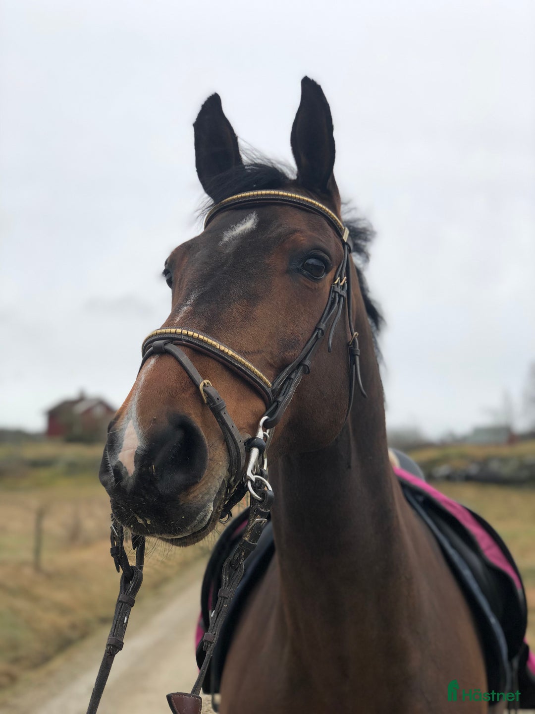 Allround hästar sökes: Sto söker bästavän/ryttare i Uddevalla - Annons 1