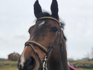 hästar Sto söker bästavän/ryttare i Uddevalla - Annons 13