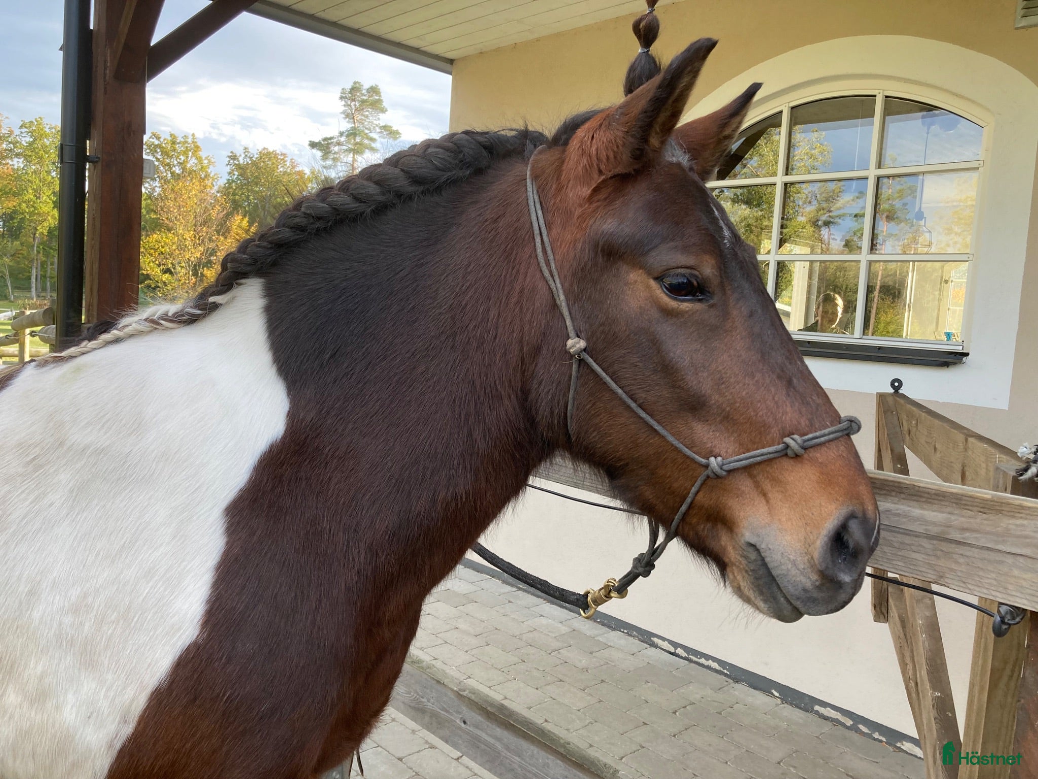 medryttarhäst finnes: Hästskötare och medryttare  - Annons 7