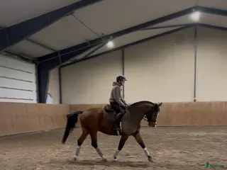 hästservice Ponny/liten storhäst utbildning - Annons 2