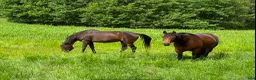  stallplats finnes: LÖSDRIFT - Lovön/Drottningholm🐎🐎🐎 - Annons 2