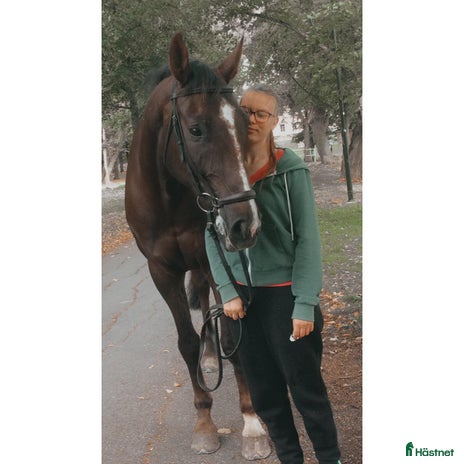 hästjobb i Bagarmossen - Annons 13