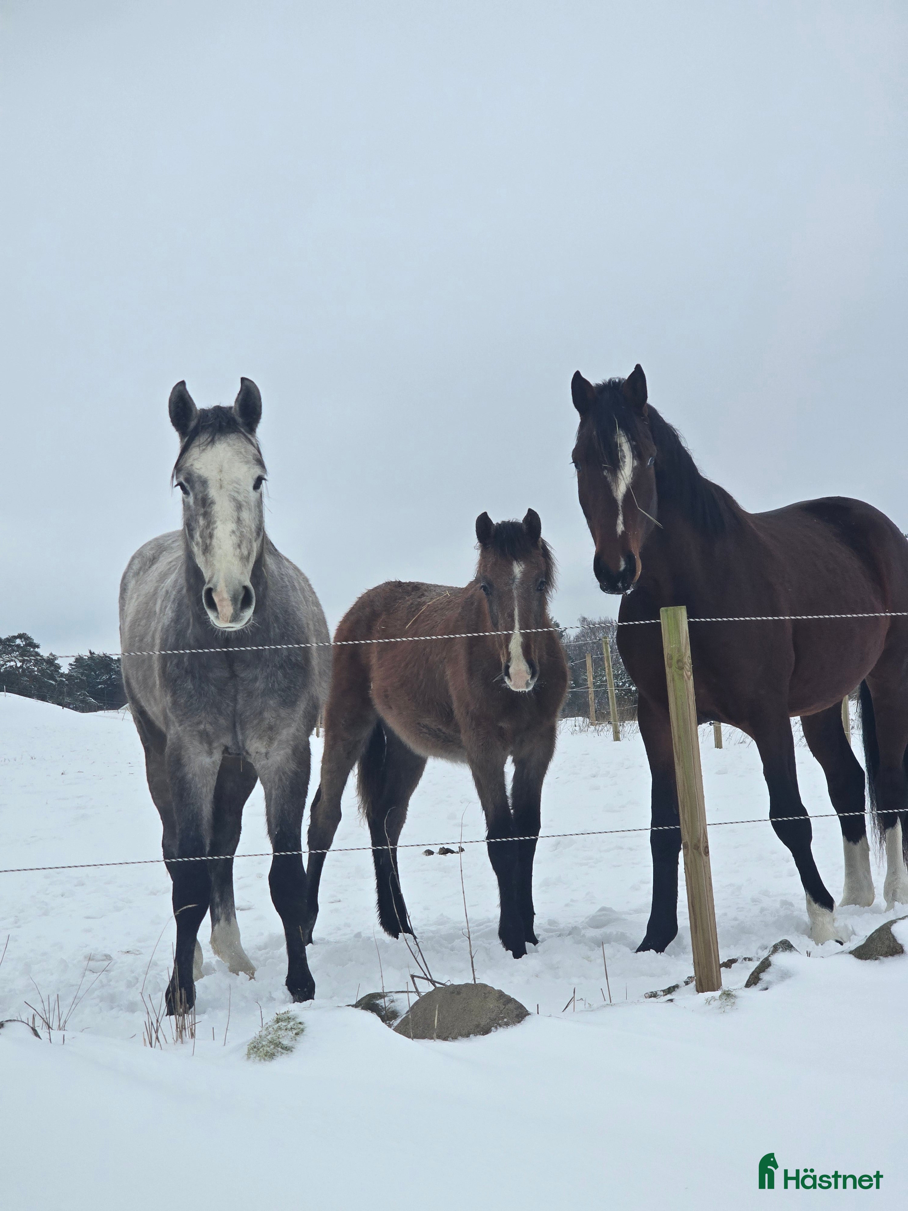  stallplats Lösdrifts platser  i Degeberga - Annons 3