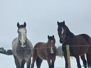 stallplats Lösdrifts platser i Degeberga - Annons 3