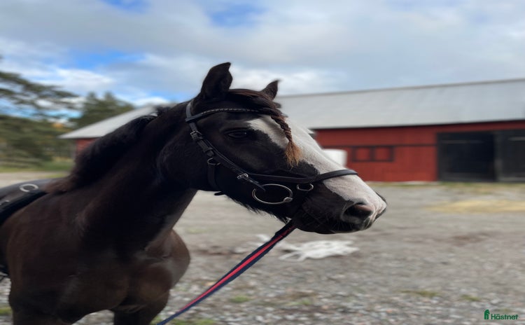  hästar i Bålsta - Annons 3