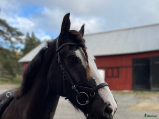 hästar Söt och snäll kille till salu i Bålsta - Annons 13