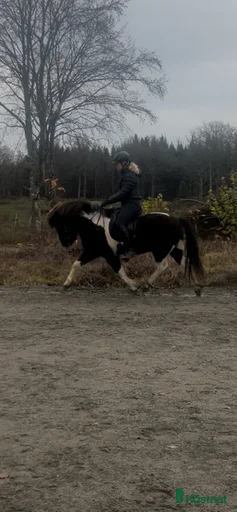 Galleribild {{count}}