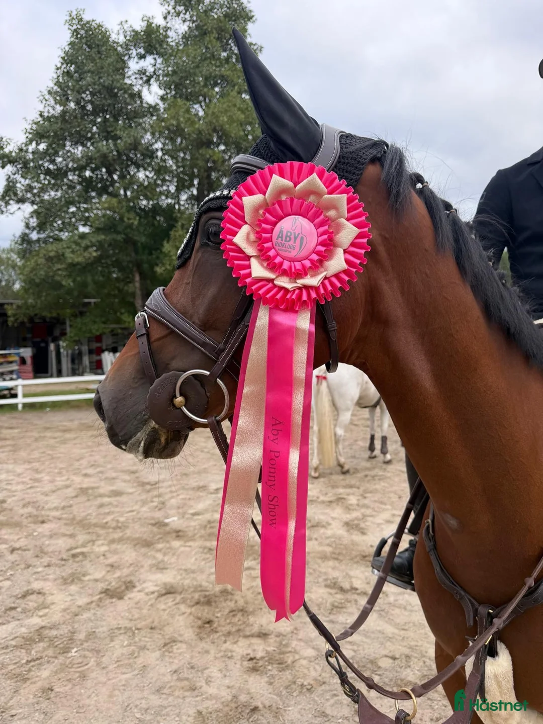 Hoppning hästar till salu: Uppdaterad!! Ponny för framtiden😍⭐️ - Annons 1