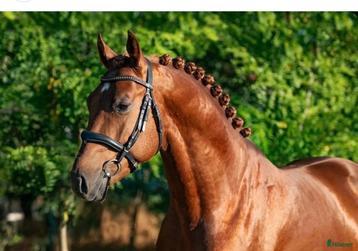  hästar 4åring hingst med mkt kvalitet i Vellinge - Annons 9