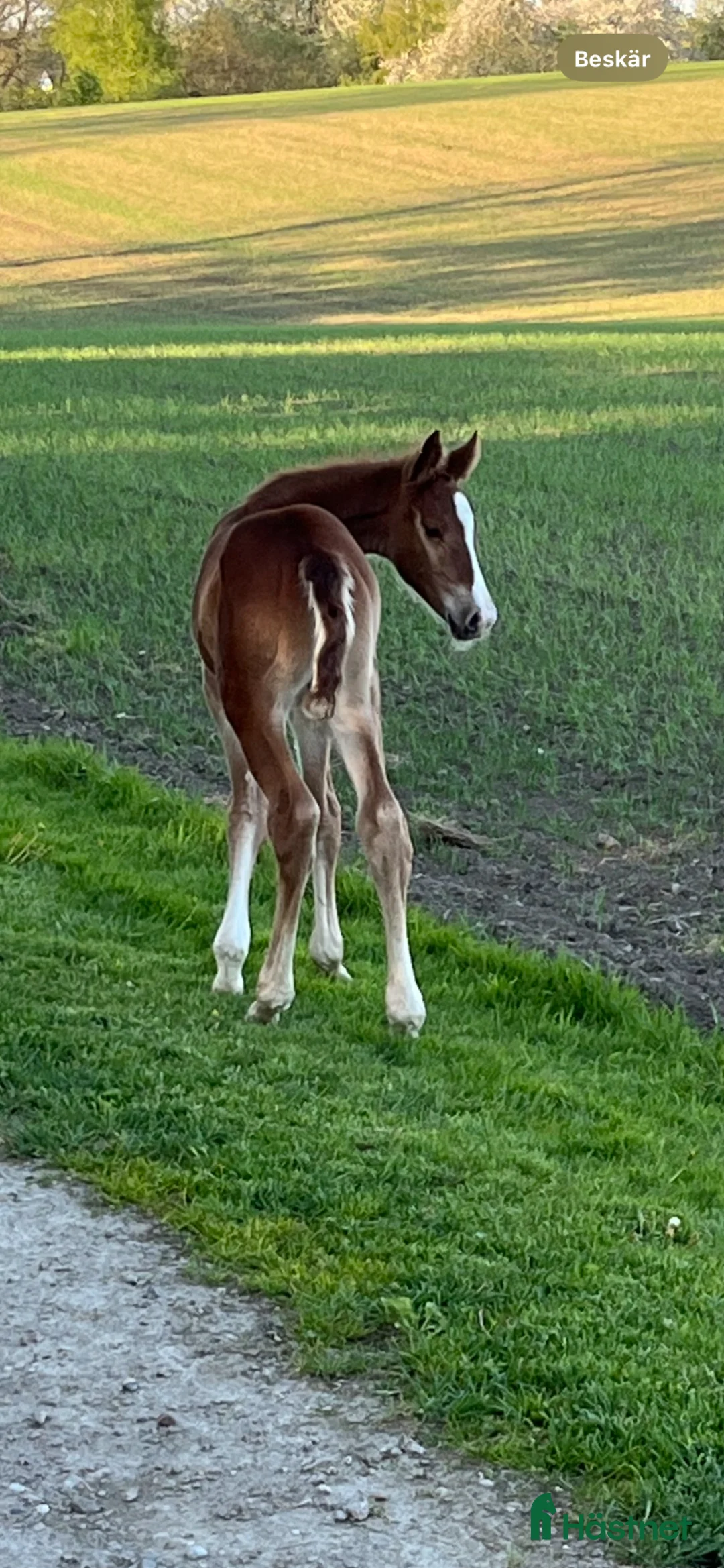 Allround hästar till salu: Fantastiskt sto med fint temperament  - Annons 1