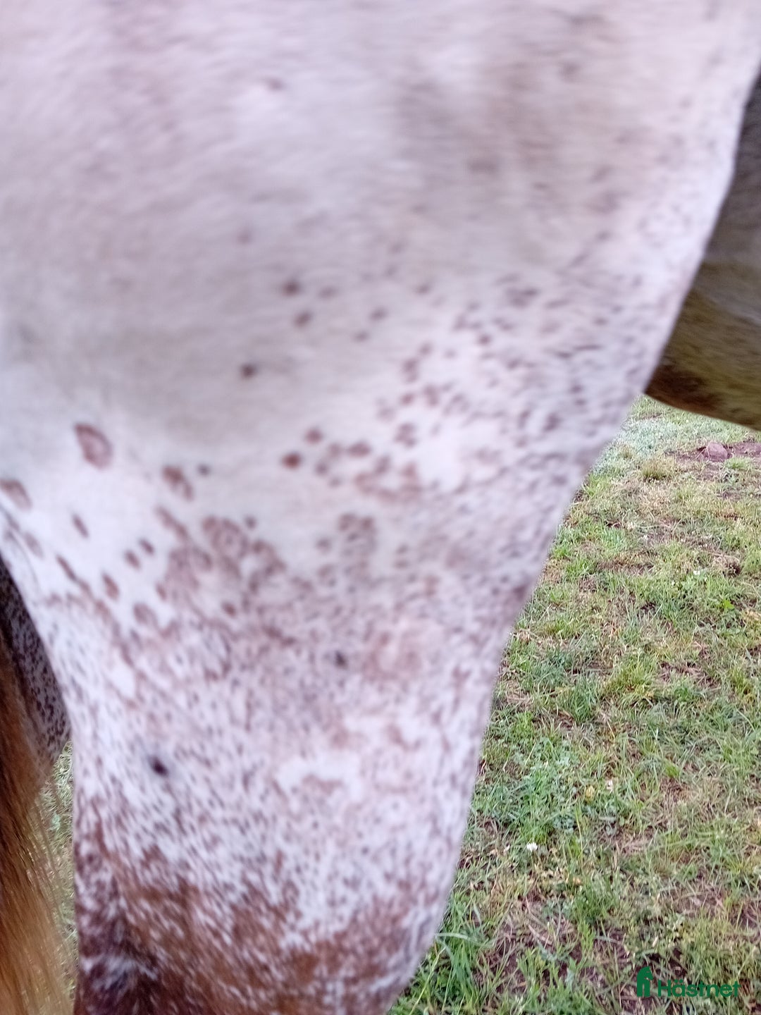 Western hästar till salu: Appaloosa colt yearling i Sösdala - Annons 5