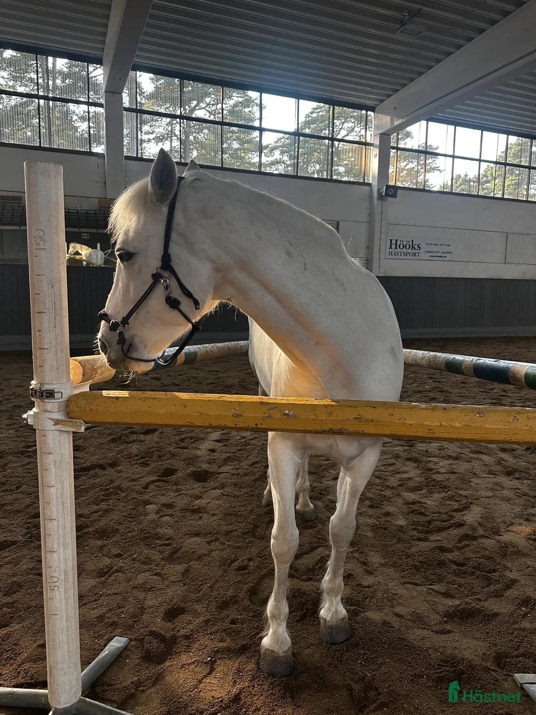 Hoppning hästar till salu: Bombsäker höjdhoppare! i Kalmar - Annons 5