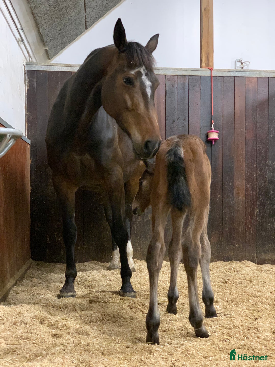 Avelshästar hästar till salu: Top avlshoppe sælges, hophest - Annons 12