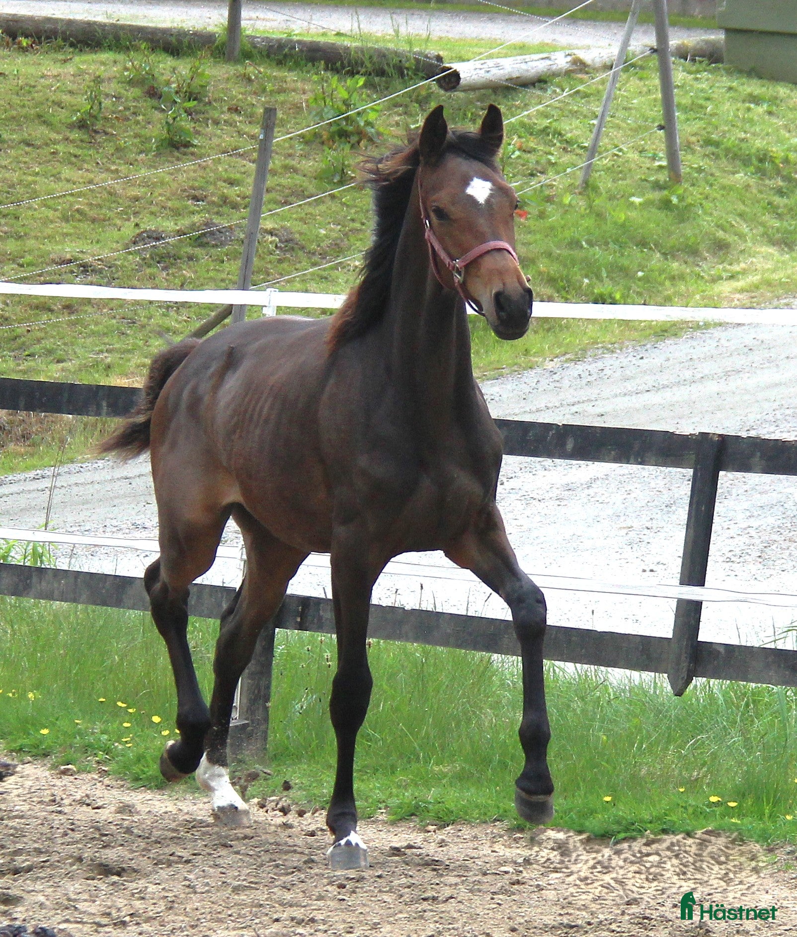  hästar Kvalitets åring i Bollebygd - Annons 20