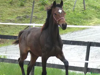 hästar Kvalitets åring i Bollebygd - Annons 19
