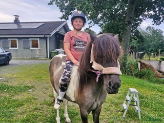 foderhäst Söker efter en bästa vän till dottern! i Hästveda - Annons 11