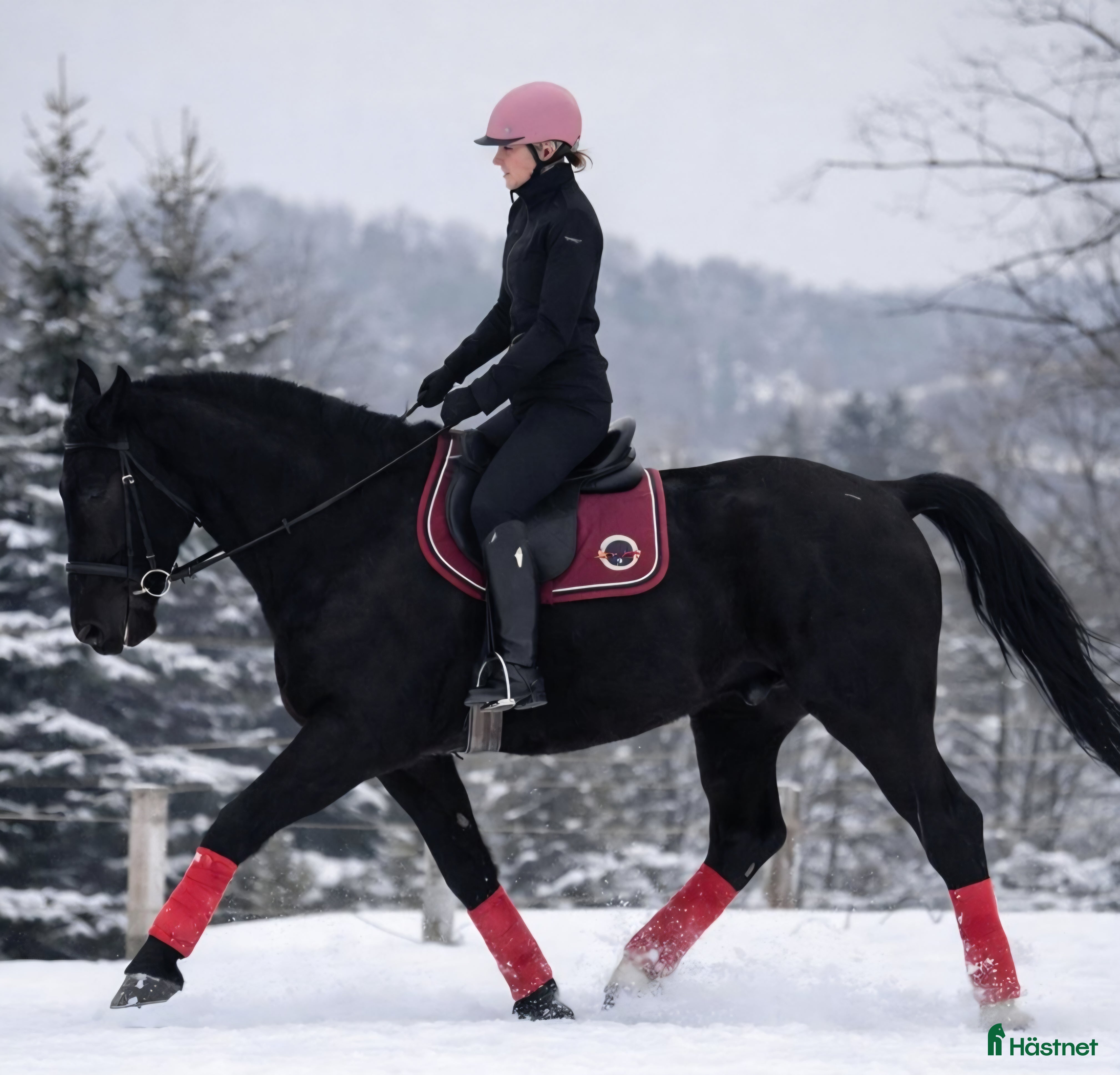  hästar Fantastic Silesian horse for New Year - Annons 4