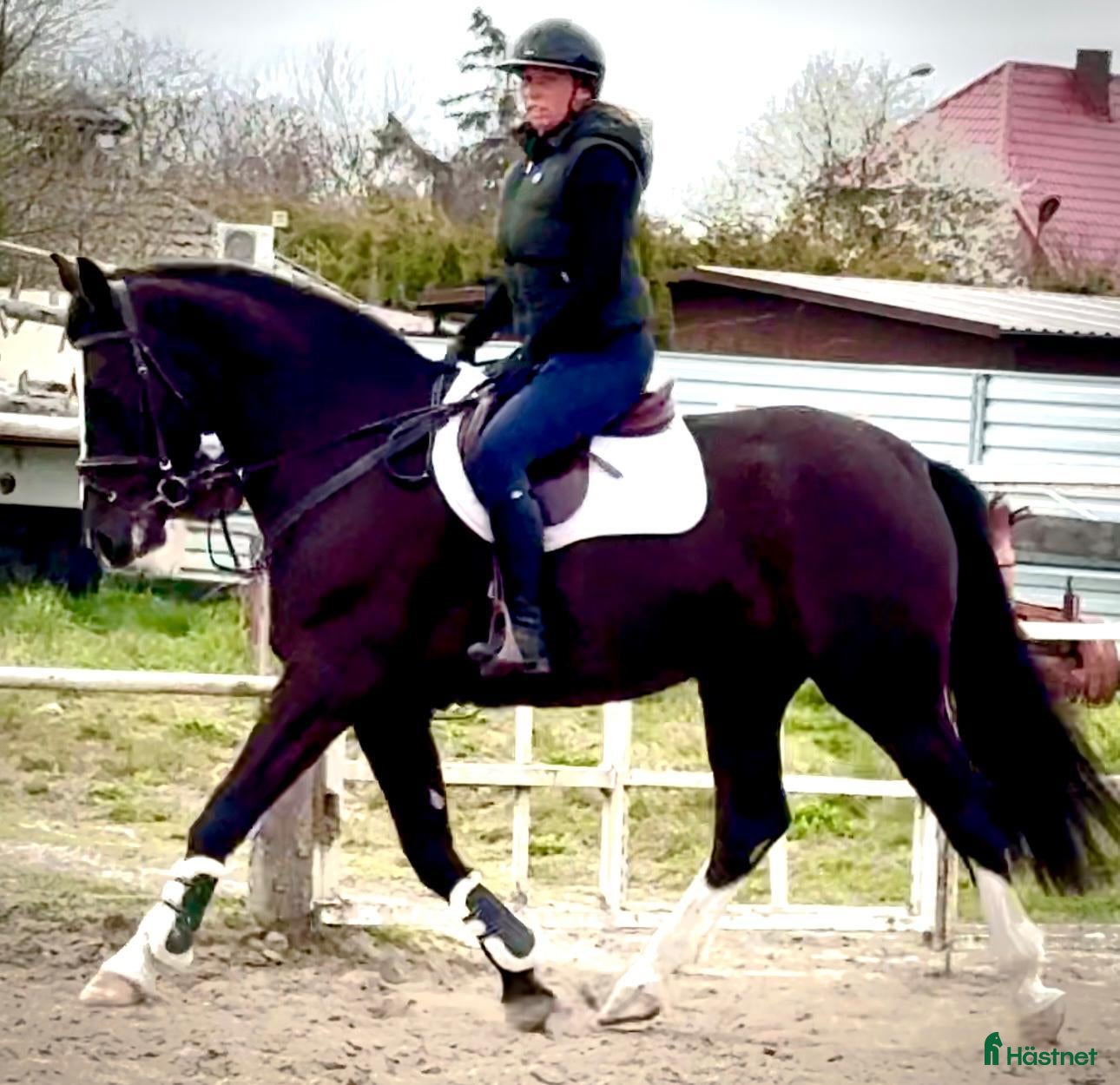  hästar 5yo Silesian mare, 165 cm – gentle, jumps - Annons 1
