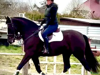 Allround hästar till salu: 5yo Silesian mare, 165 cm – gentle, jumps - Annons 2