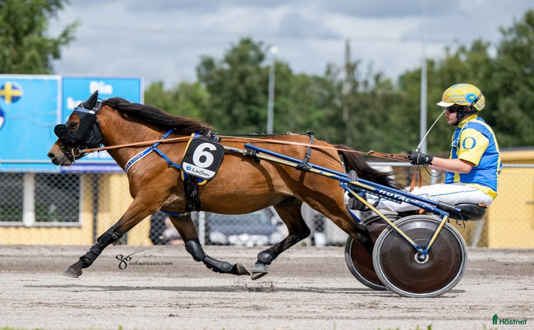  hästar i Svanesund - Annons 11