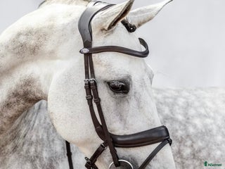 Träns hästutrustning till salu: Träns Paladin Ps of Sweden Cob brunt m tyglar i Norrtälje - Annons 14